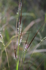 Heteropogon - Photo (c) Marco Schmidt, some rights reserved (CC BY-NC-SA), uploaded by Marco Schmidt