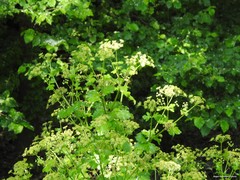 Smyrnium olusatrum