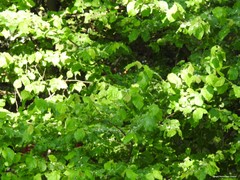 Ulmus minor