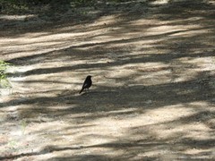 Phoenicurus ochruros