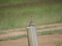 Anthus australis