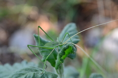 Acrometopa macropoda