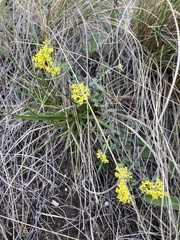 Odontarrhena obovata