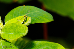 Tagasta marginella