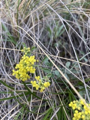 Odontarrhena obovata