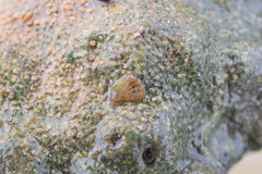 Cellana radians