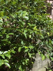 Ficus microcarpa