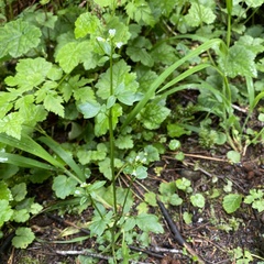 Cardamine breweri