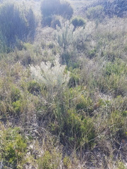 Leucadendron cinereum