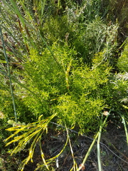 Thamnochortus fruticosus