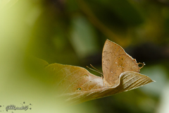 Surendra quercetorum