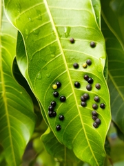 Procontarinia mangiferae