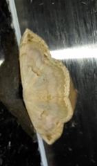 Somatina anthophilata