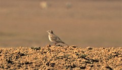 Calandrella brachydactyla