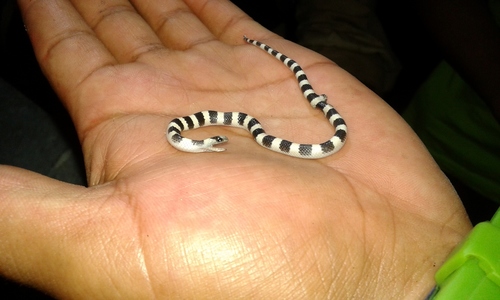 Mosauer’s Ground Snake