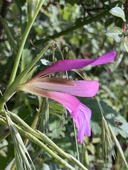 Gladiolus dubius