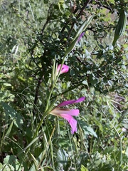 Gladiolus dubius
