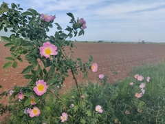 Rosa canina