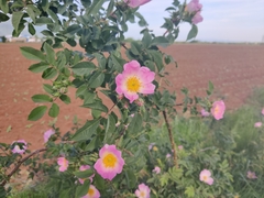 Rosa canina