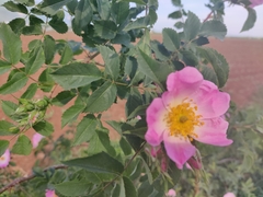 Rosa canina