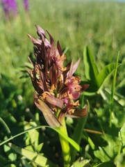 Dactylorhiza sambucina