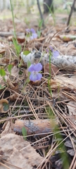 Viola nemoralis