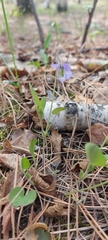 Viola nemoralis
