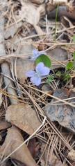 Viola nemoralis