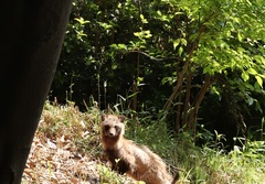 Nyctereutes viverrinus