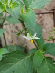 Solanum nigrum