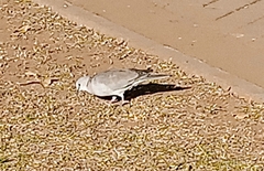 Streptopelia capicola