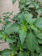 Solanum nigrum