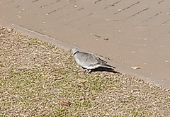 Streptopelia capicola