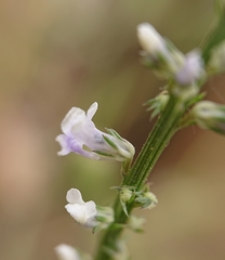 Anarrhinum bellidifolium