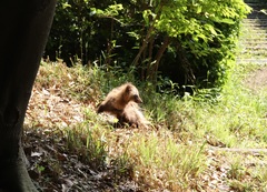 Nyctereutes viverrinus