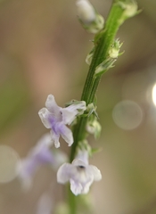 Anarrhinum bellidifolium