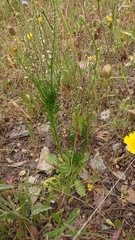 Anarrhinum bellidifolium