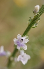Anarrhinum bellidifolium