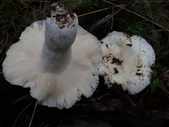 Russula marangania