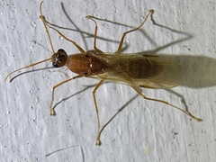 Camponotus variegatus