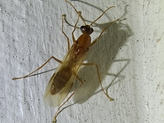 Camponotus variegatus
