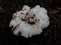 Russula marangania