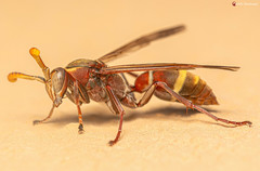 Polistes africanus