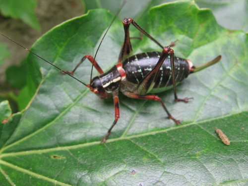 Black Saw Bush-cricket