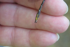 Phanogomphus spicatus