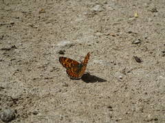 Melitaea pseudornata