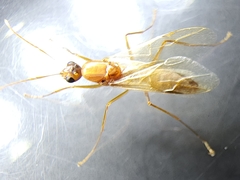 Camponotus variegatus