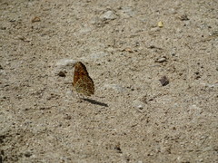 Melitaea pseudornata