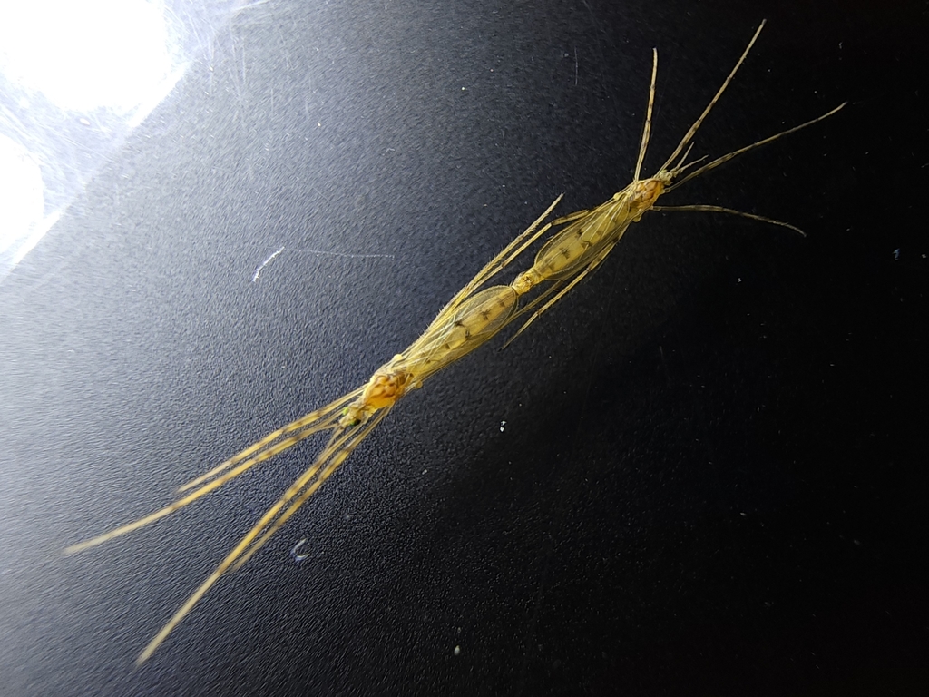 Crane fly