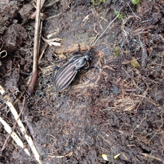 Carabus melancholicus